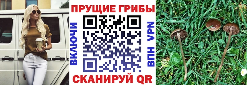 Галлюциногенные грибы прущие грибы  сколько стоит  Всеволожск 